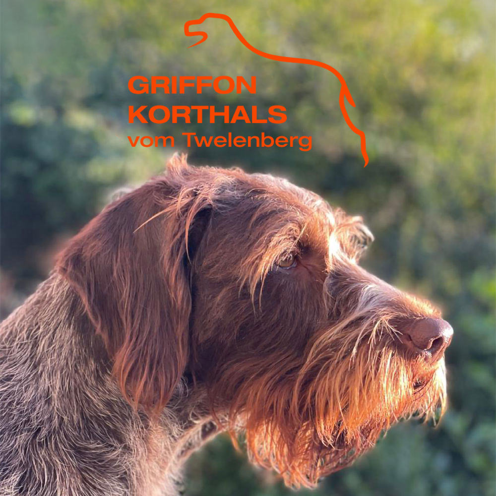 korthals griffon titel mobil
